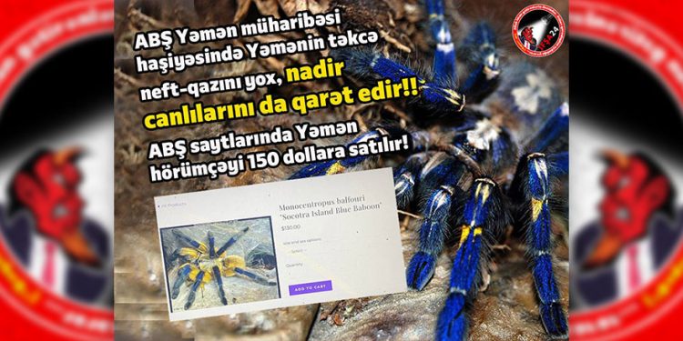 ABŞ Yəməni belə qarət edir!