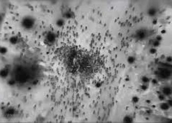 Sionist rejiminin Nablusi meydanındakı cinayəti ilə bağlı yalanının ifşası